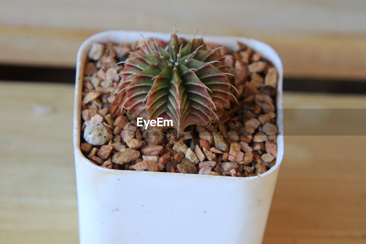 Close-up of succulent plant on table