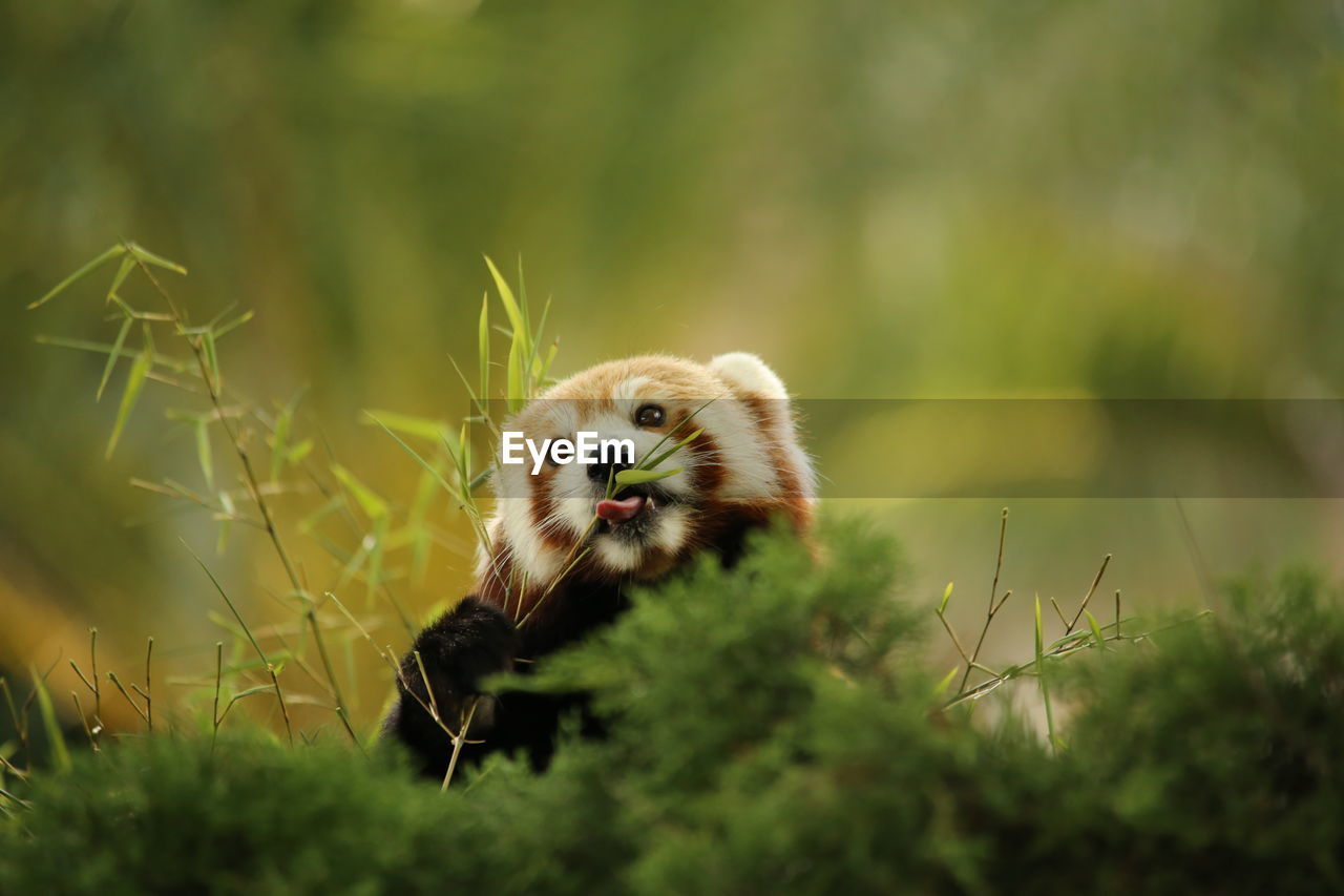 Close-up of red panda in grass