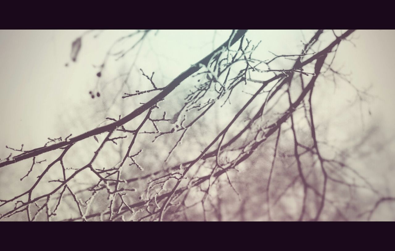 BARE TREES AGAINST THE SKY