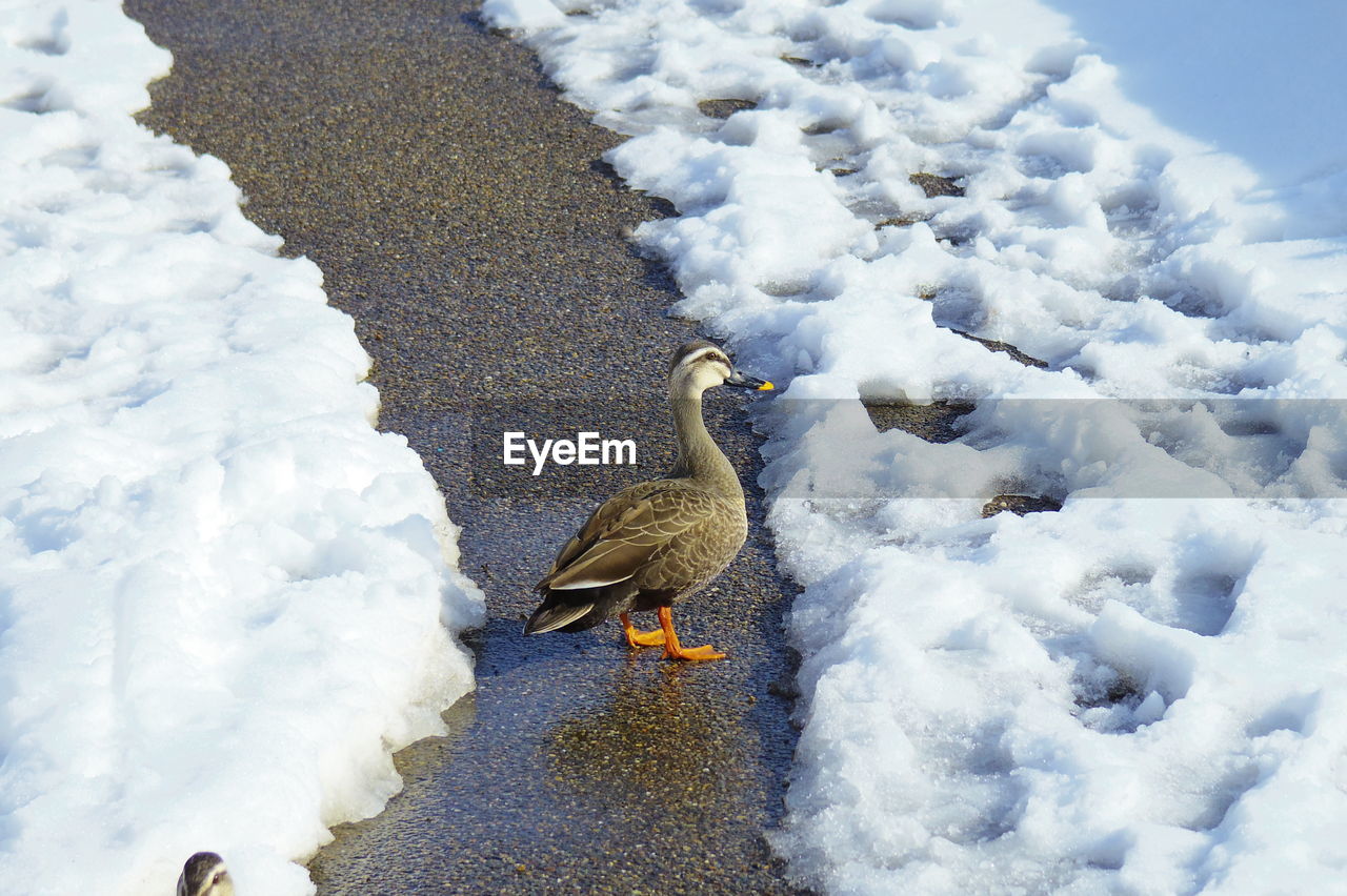 BIRDS PERCHING ON ICE