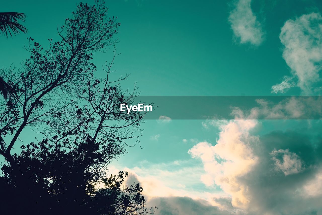 LOW ANGLE VIEW OF SILHOUETTE TREE AGAINST SKY