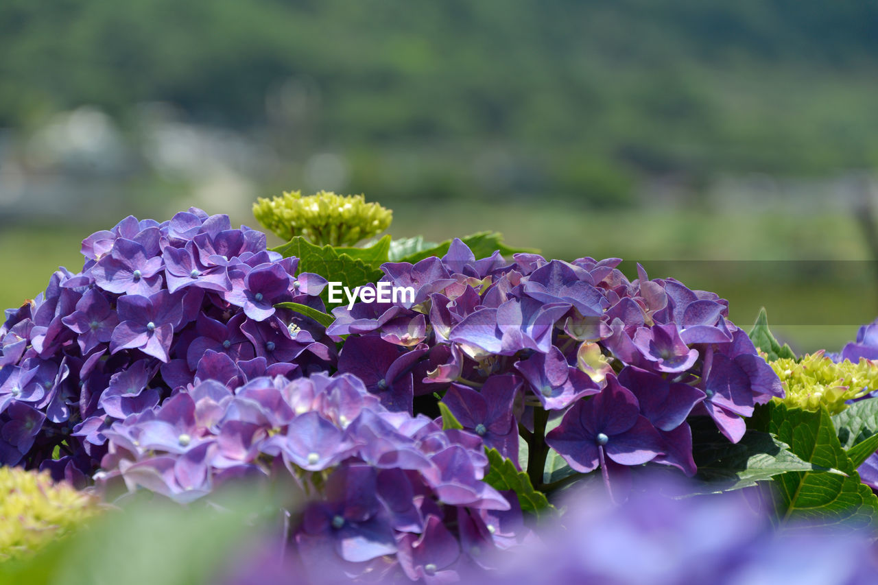 Close-up of purple hydrangea flowers in park