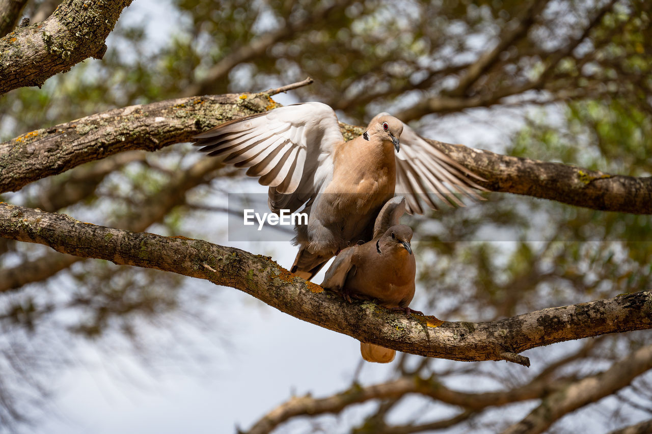 tree, animal, animal themes, animal wildlife, bird, wildlife, branch, flying, nature, plant, low angle view, spread wings, one animal, no people, outdoors, beauty in nature, bird of prey, day, flower, animal body part, focus on foreground, spring