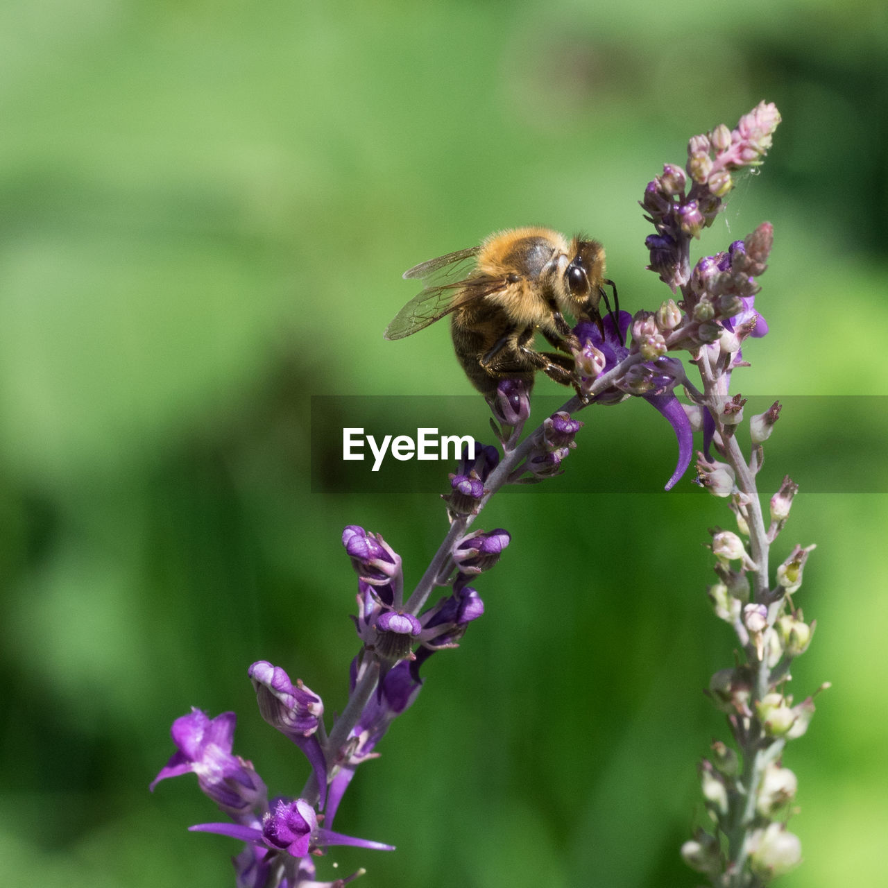 CLOSE-UP OF BEE ON PURPLE FLOWERS