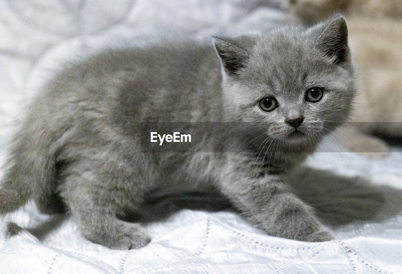 A british shorthair blue striped kitten posed to the câmera 