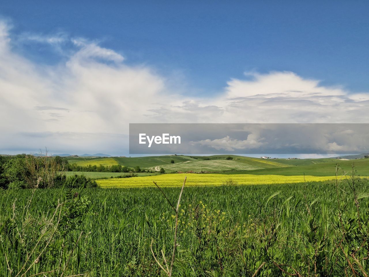 Scenic view of agricultural field against sky