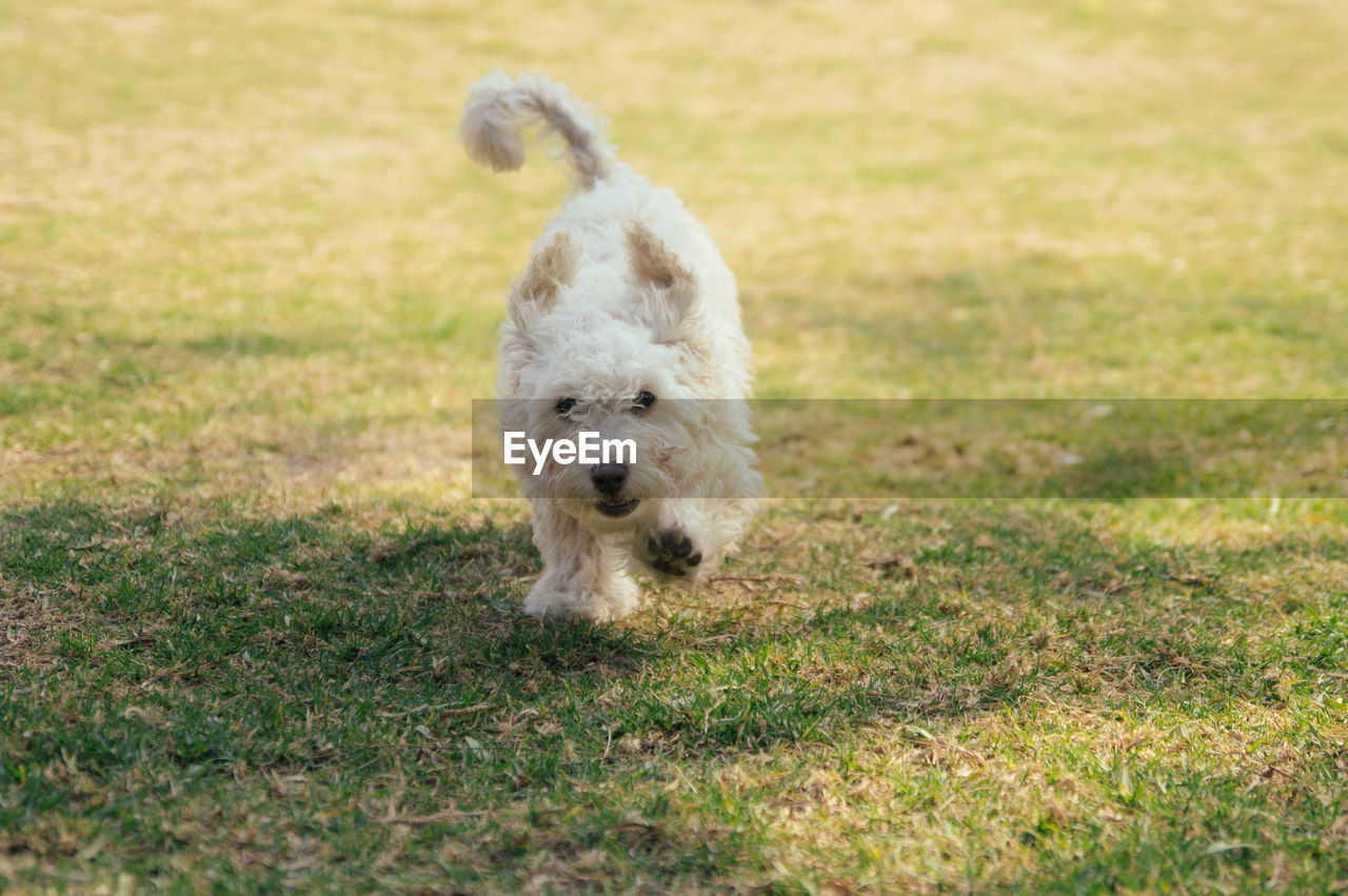 Portrait of dog running on field