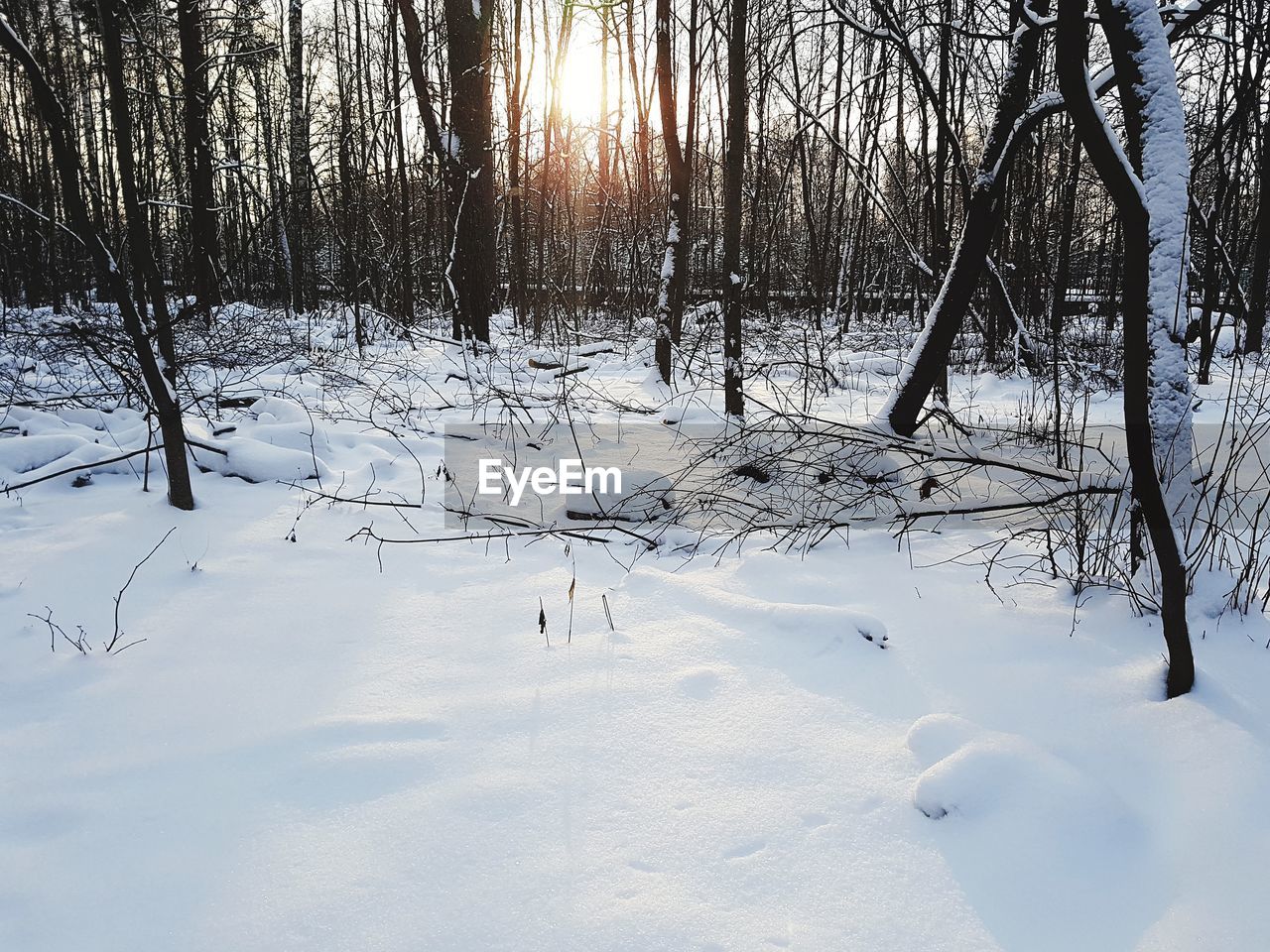 TREES ON SNOW COVERED LANDSCAPE DURING WINTER