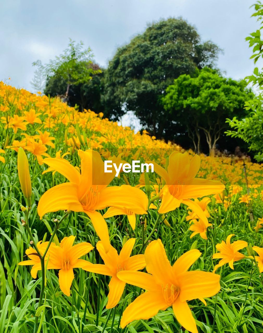 plant, flower, flowering plant, beauty in nature, freshness, growth, yellow, nature, meadow, flower head, fragility, field, sky, petal, inflorescence, no people, land, cloud, wildflower, landscape, green, springtime, tree, vibrant color, outdoors, environment, botany, day, prairie, close-up, rural scene, blossom, flowerbed, tranquility, grass, agriculture, summer