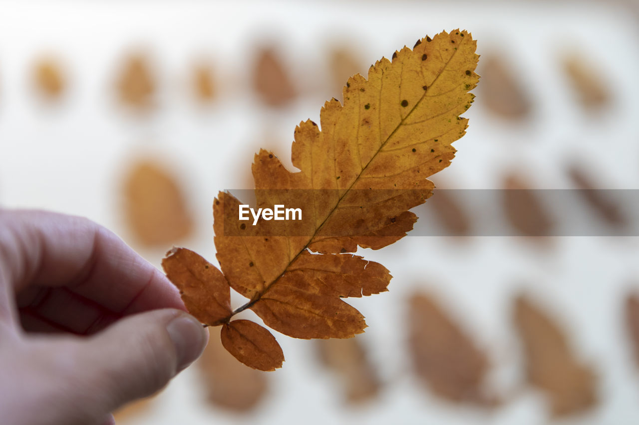 Cropped hand holding leaf during autumn