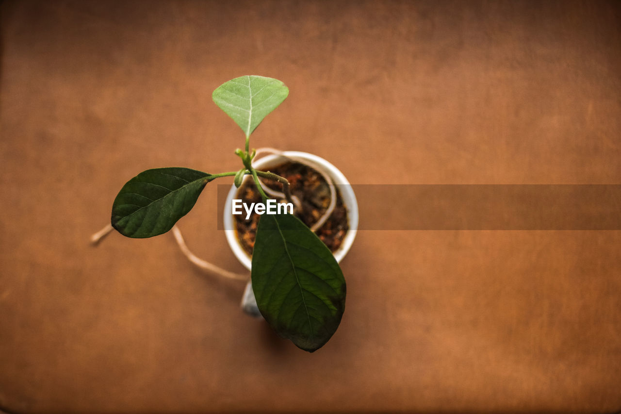 CLOSE-UP OF FRESH GREEN PLANT WITH LEAVES