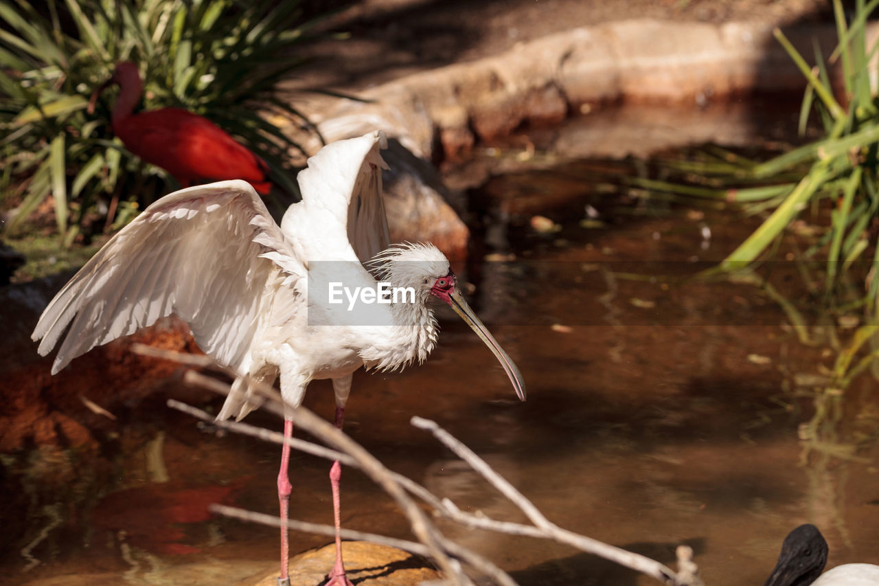 CLOSE-UP OF BIRD BY WATER