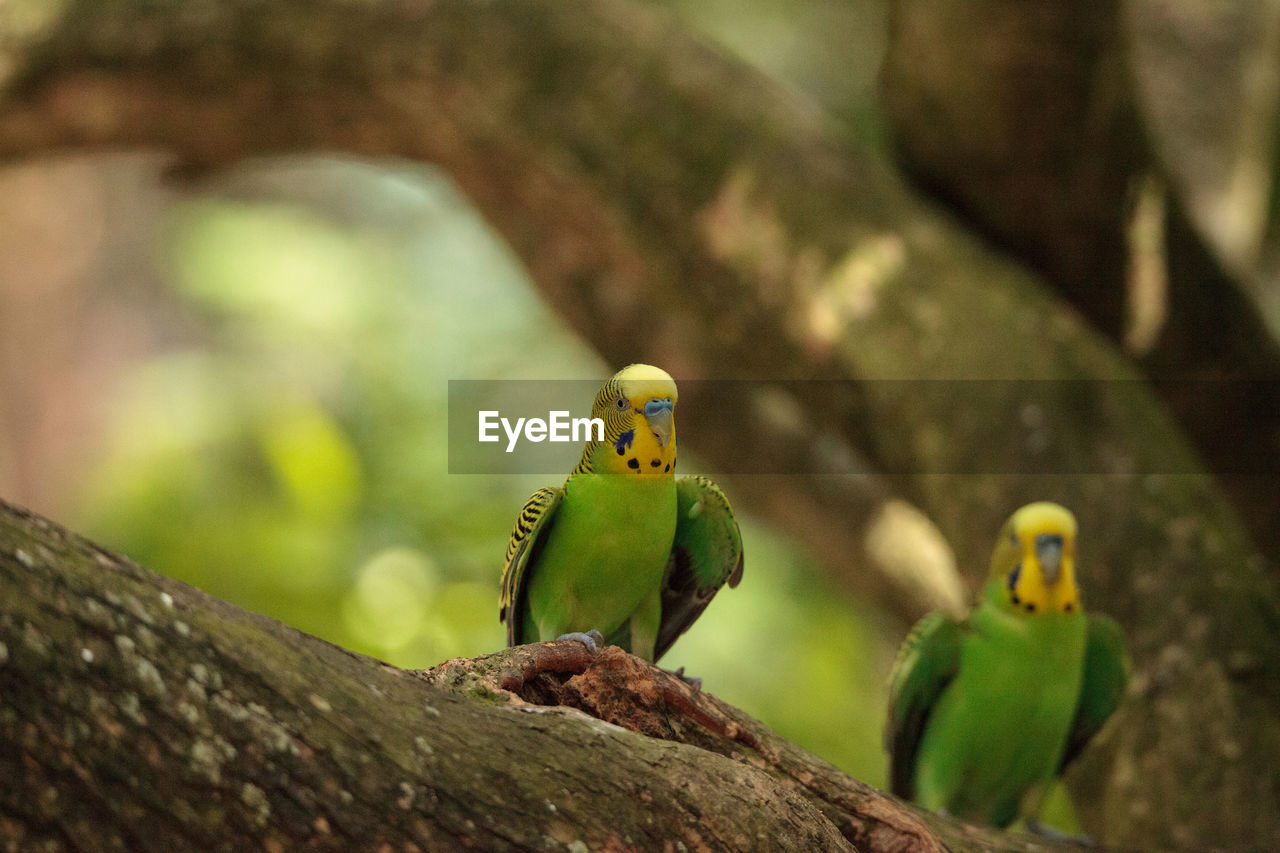 Green budgerigar parakeet bird melopsittacus undulatus perches on a branch, eating seed.