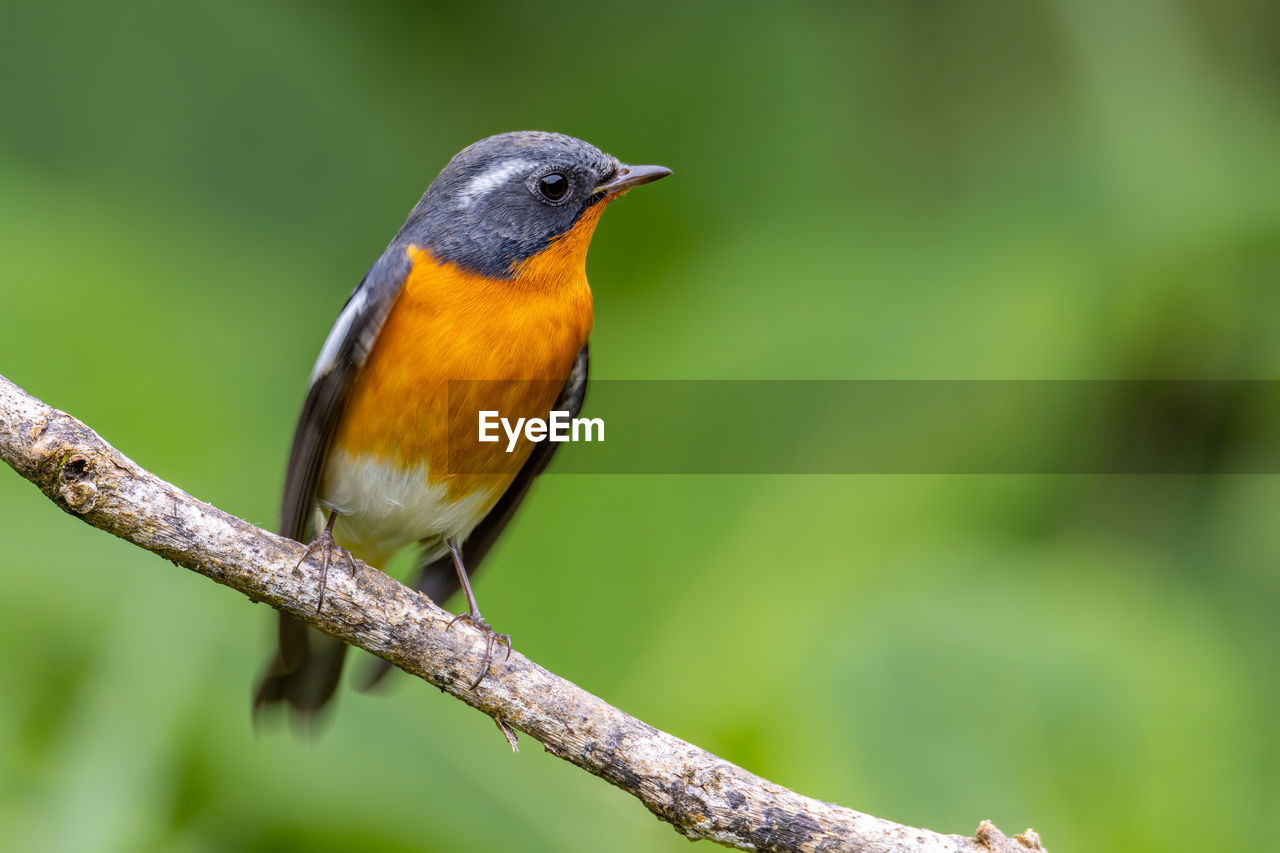 animal themes, animal wildlife, animal, bird, wildlife, one animal, nature, beak, perching, tree, branch, beauty in nature, robin, plant, no people, multi colored, focus on foreground, rainforest, close-up, full length, yellow, forest, songbird, outdoors, environment, tropical bird, green background, day, land