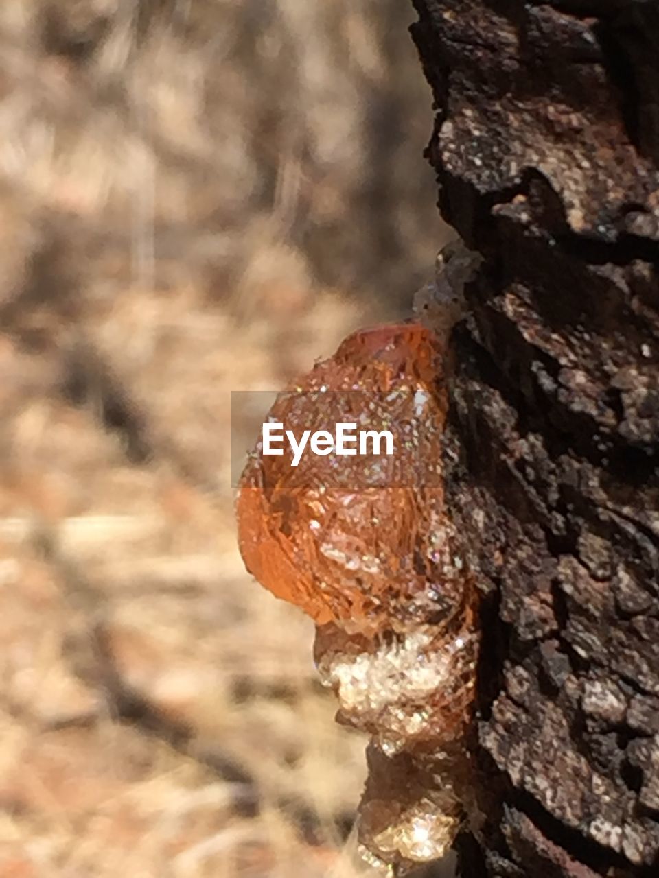 CLOSE-UP OF TREE TRUNK