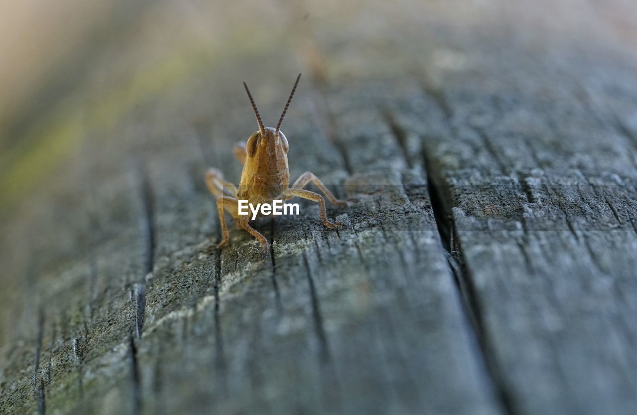 Close-up of grasshopper on wood