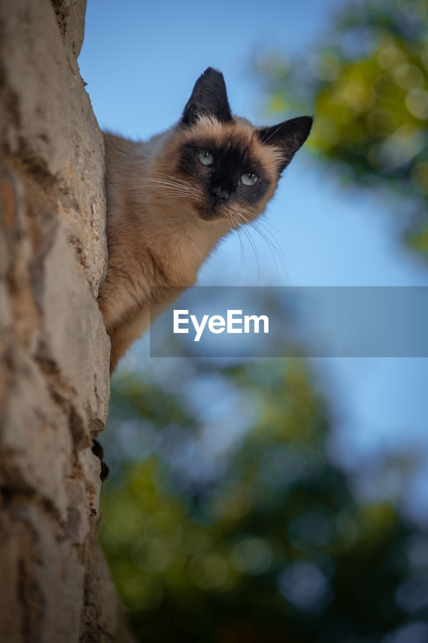 cat, animal themes, animal, mammal, one animal, pet, siamese, domestic animals, thai, feline, carnivore, whiskers, animal body part, felidae, close-up, no people, small to medium-sized cats, domestic cat, portrait, eye, looking, tree, nature, animal head, plant, animal eye, outdoors, sky, day, cute, tonkinese
