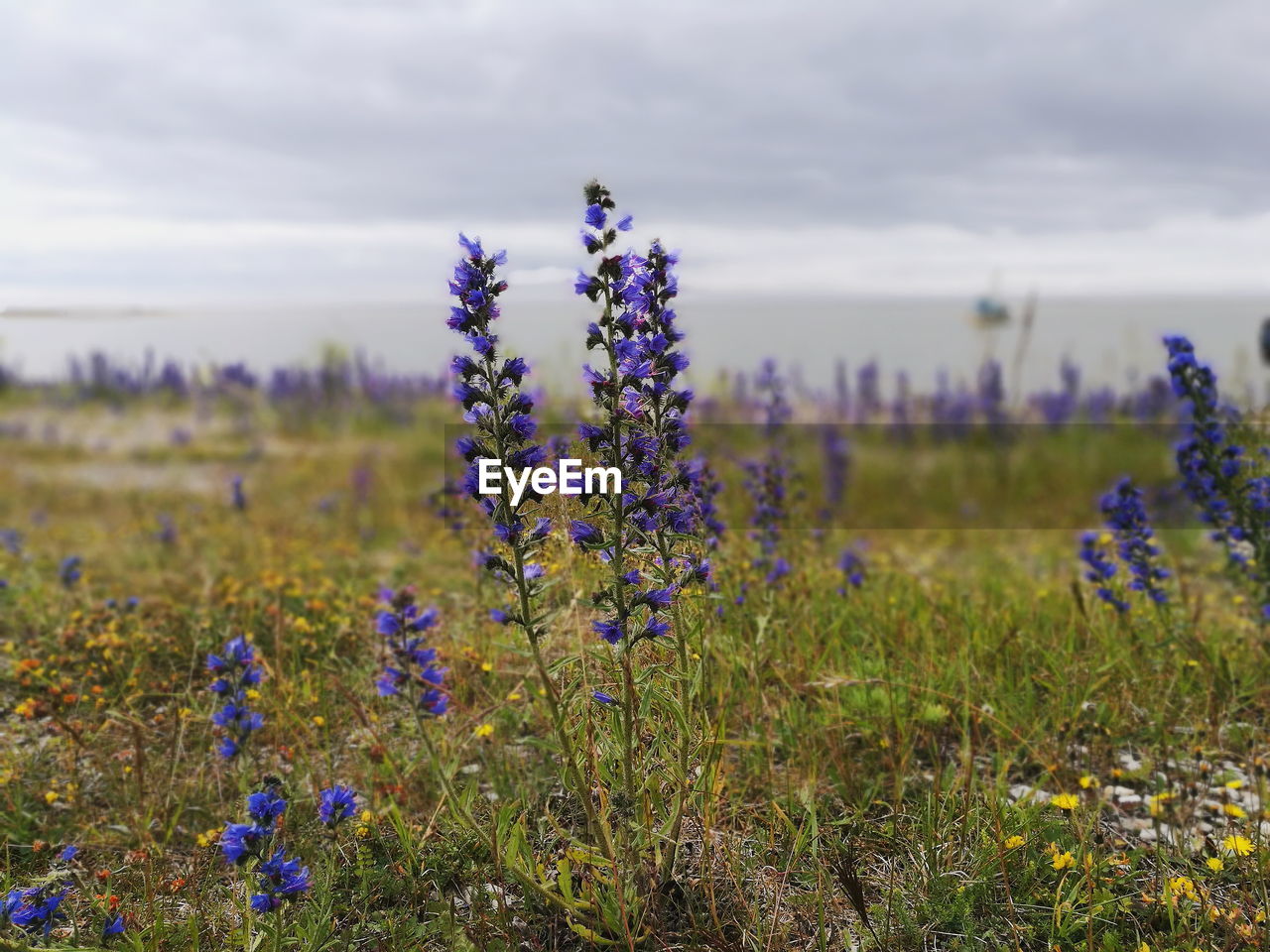 PURPLE FLOWERS GROWING ON FIELD