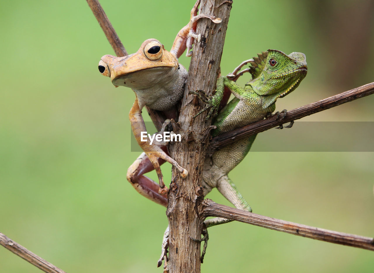 animal themes, animal, animal wildlife, tree, wildlife, branch, one animal, nature, reptile, plant, close-up, no people, lizard, focus on foreground, green, macro photography, outdoors, environment, perching, animal body part, side view, portrait, forest, full length