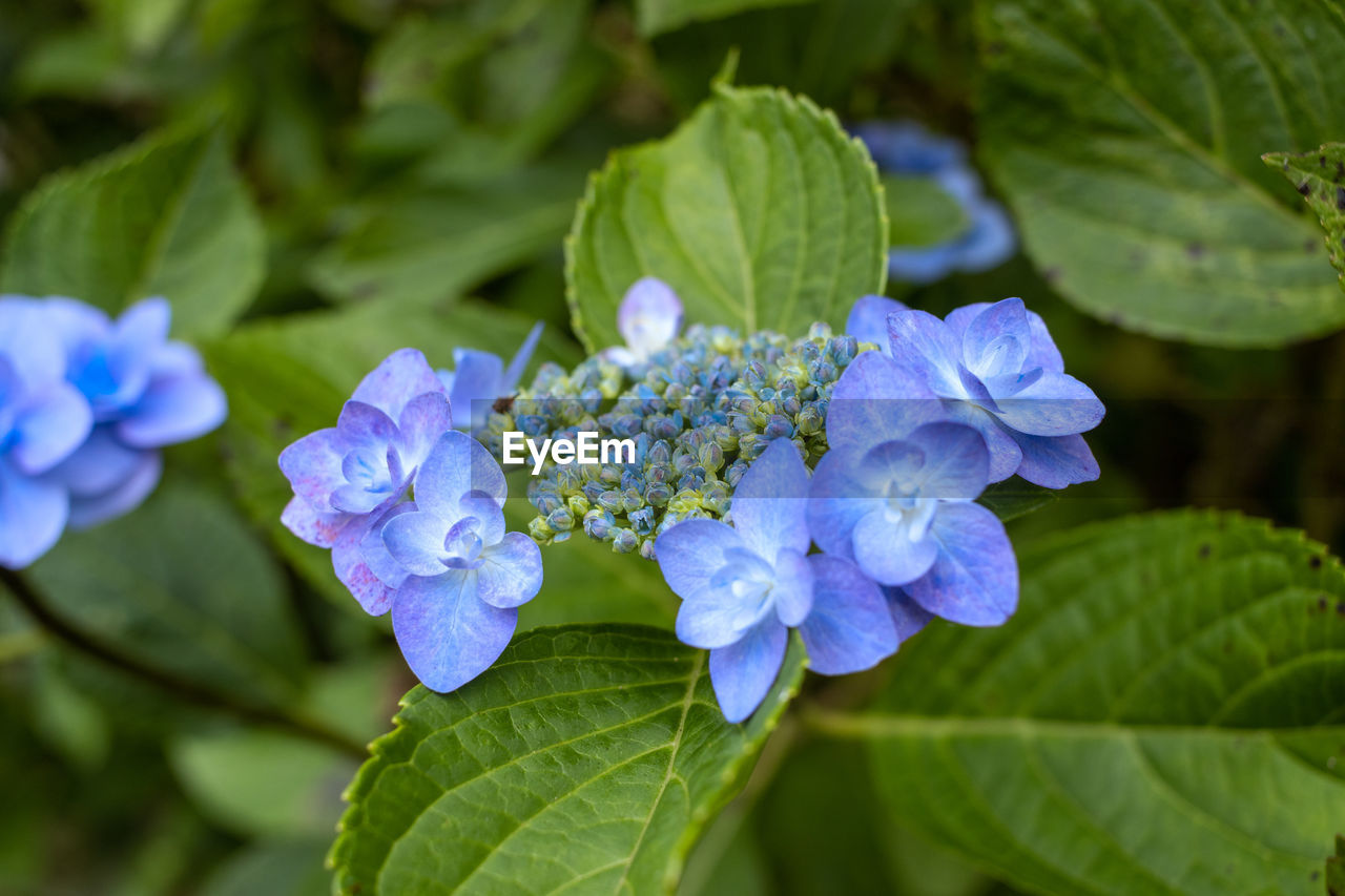 plant, flower, flowering plant, plant part, leaf, beauty in nature, freshness, blue, nature, close-up, hydrangea serrata, hydrangea, growth, purple, inflorescence, botany, green, petal, fragility, flower head, outdoors, food and drink, no people, summer, garden, food, blossom, springtime, biology, day