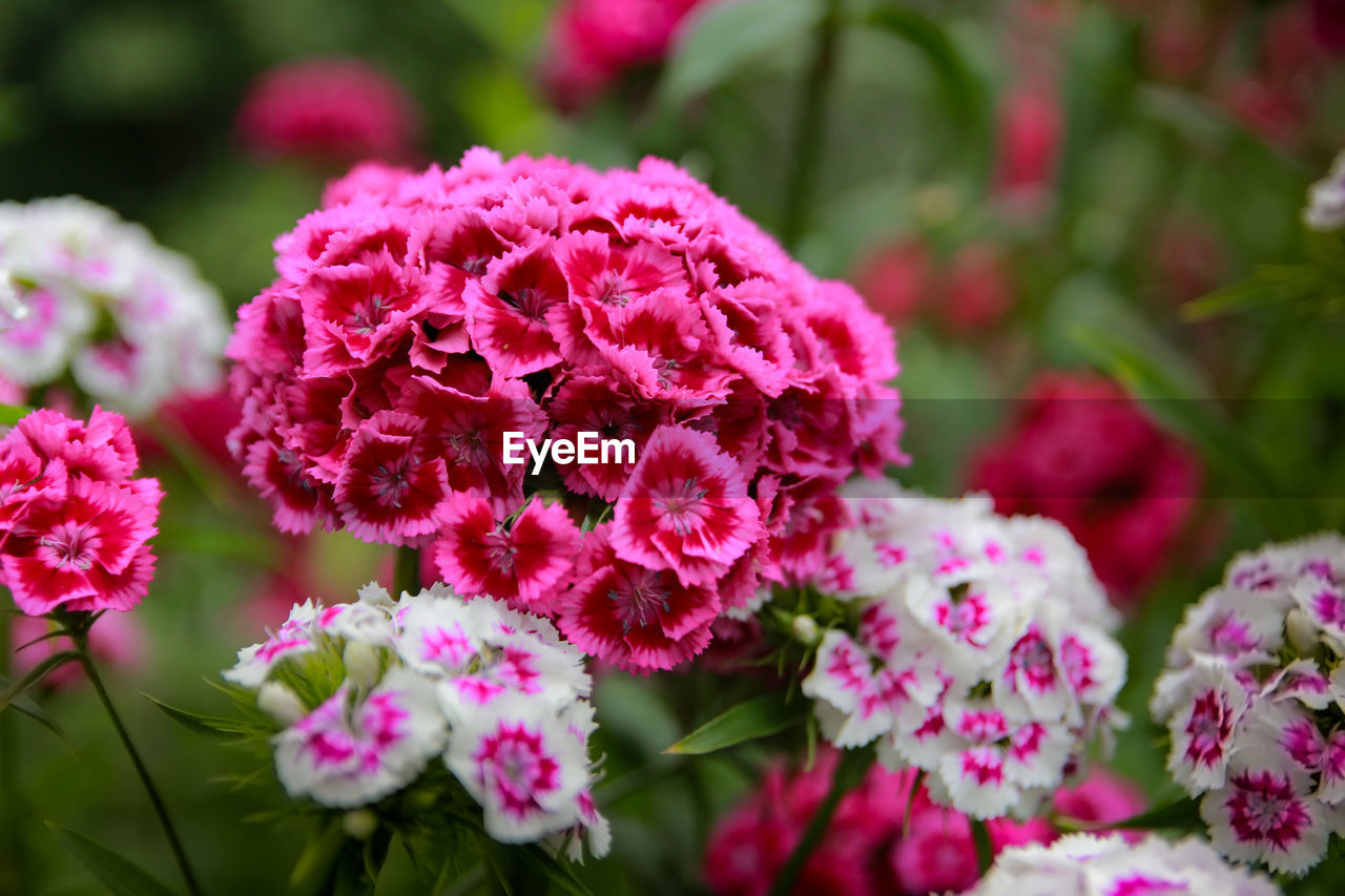 flower, flowering plant, plant, beauty in nature, pink, freshness, nature, close-up, petal, no people, plant part, summer, leaf, outdoors, flower head, growth, fragility, inflorescence, blossom, food and drink, focus on foreground, multi colored, botany, food, magenta, garden, day, springtime, selective focus