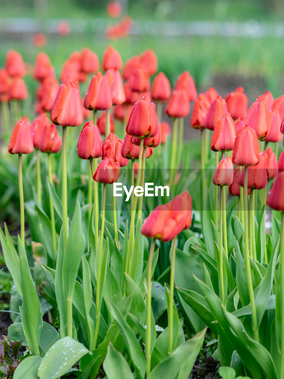 plant, flower, flowering plant, beauty in nature, freshness, nature, red, petal, growth, fragility, pink, close-up, tulip, leaf, plant part, flower head, inflorescence, no people, green, focus on foreground, outdoors, springtime, day, land, blossom, botany, flowerbed, landscape, field