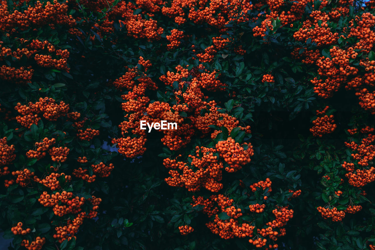 High angle view of flowering plants