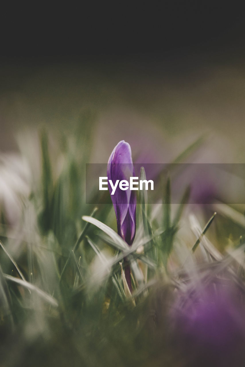 Close-up of purple crocus blooming outdoors