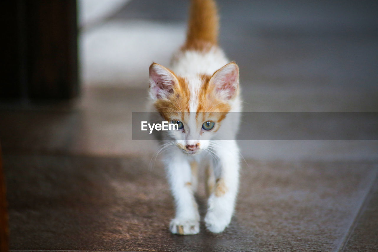 PORTRAIT OF CAT KITTEN ON FLOOR