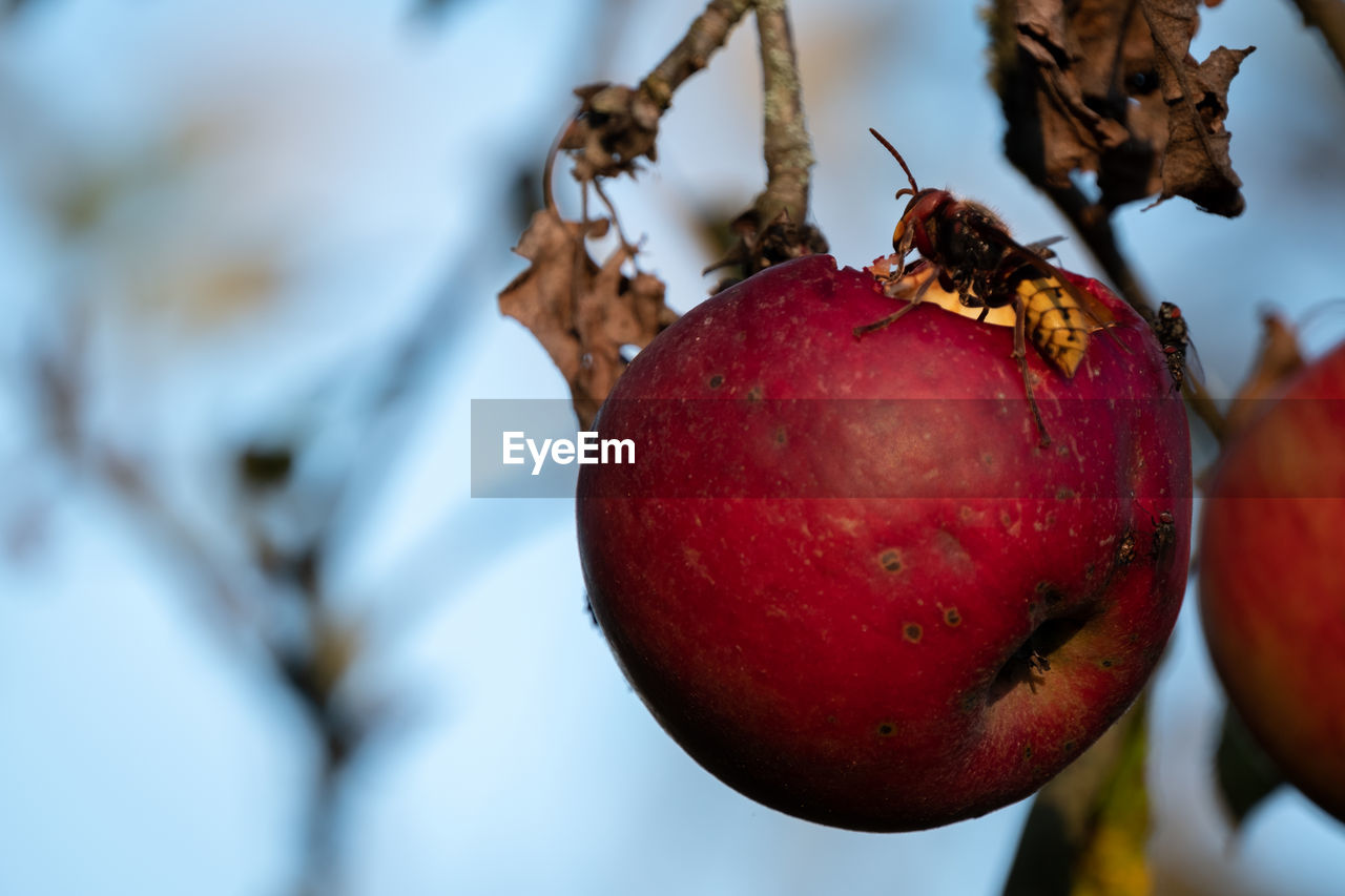 CLOSE-UP OF RED APPLE ON TREE