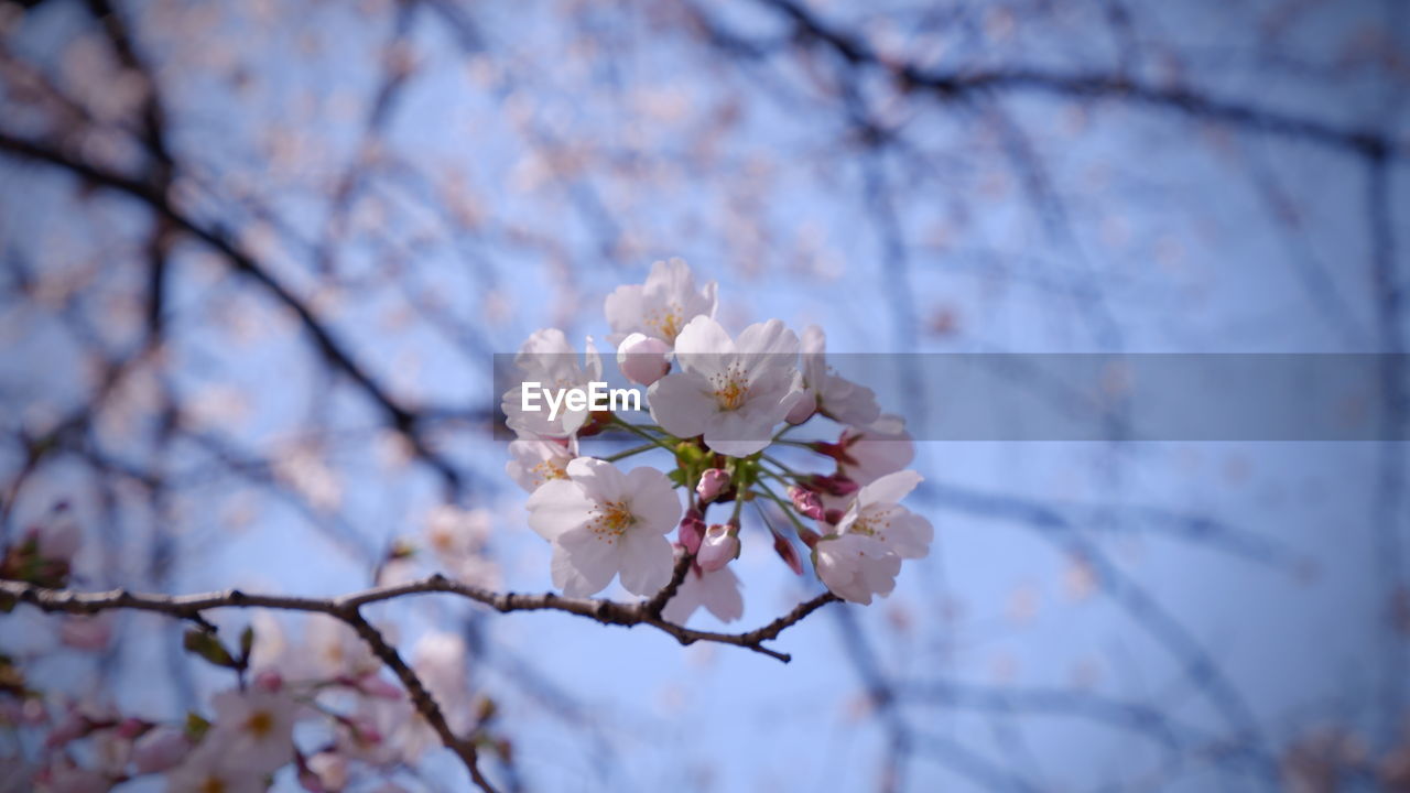 LOW ANGLE VIEW OF CHERRY BLOSSOMS ON BRANCH