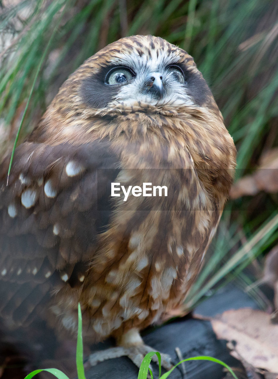 Close-up portrait of a bird