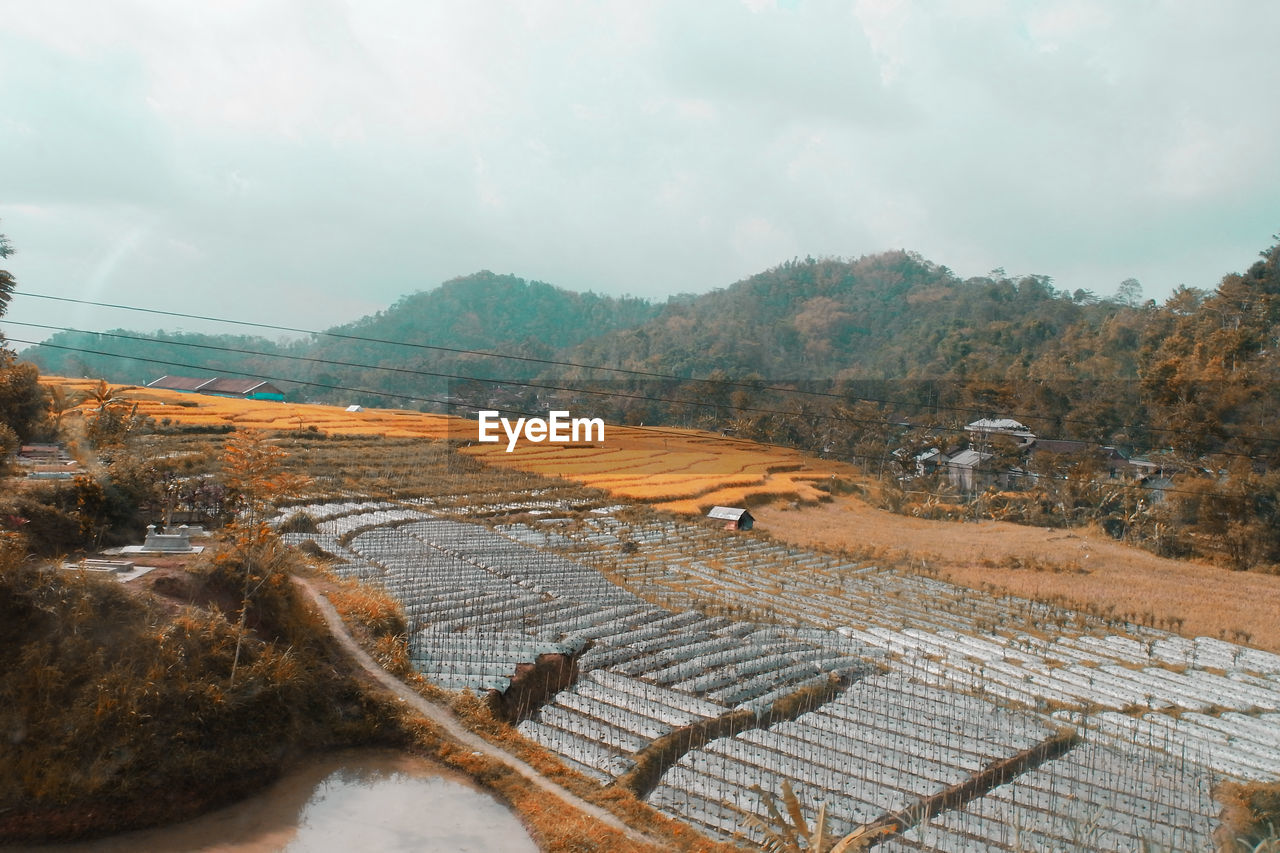 Scenic view of agricultural field against sky