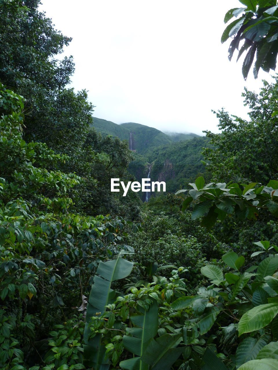 SCENIC VIEW OF FOREST