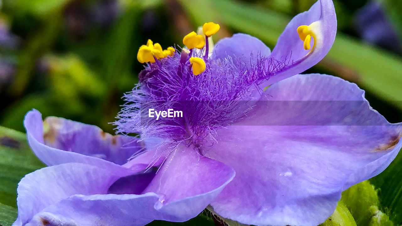 MACRO SHOT OF PURPLE FLOWERS