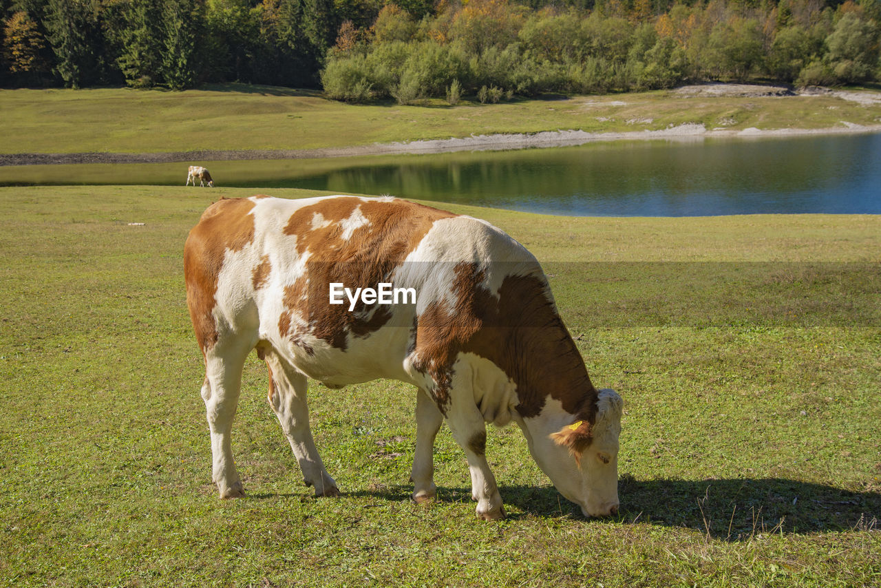 FULL LENGTH OF COW GRAZING ON FIELD