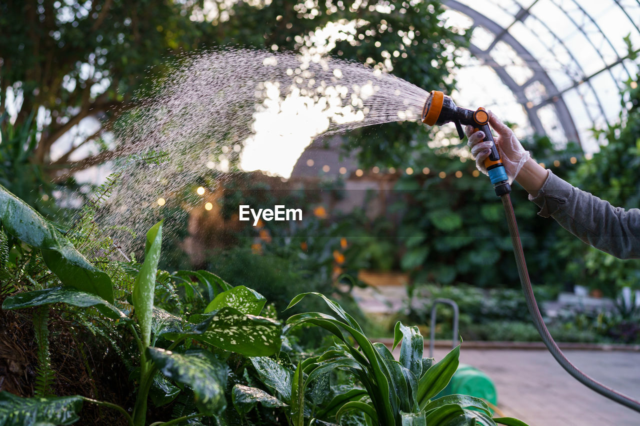 Florist working in greenhouse, watering dieffenbachia flower with hose in orangery or garden center
