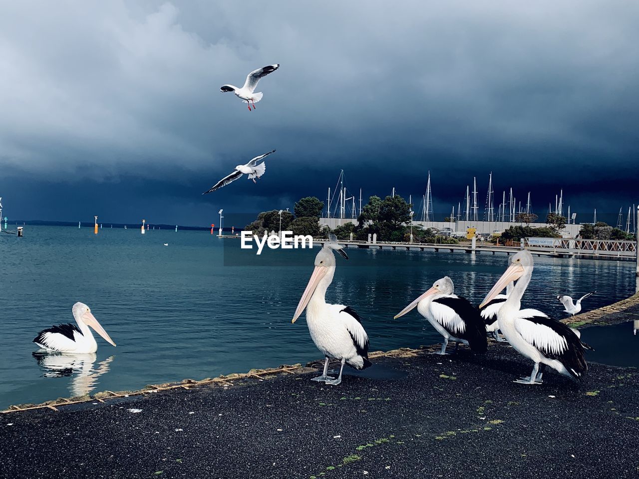 Pelicans before the storm at hastings foreshore