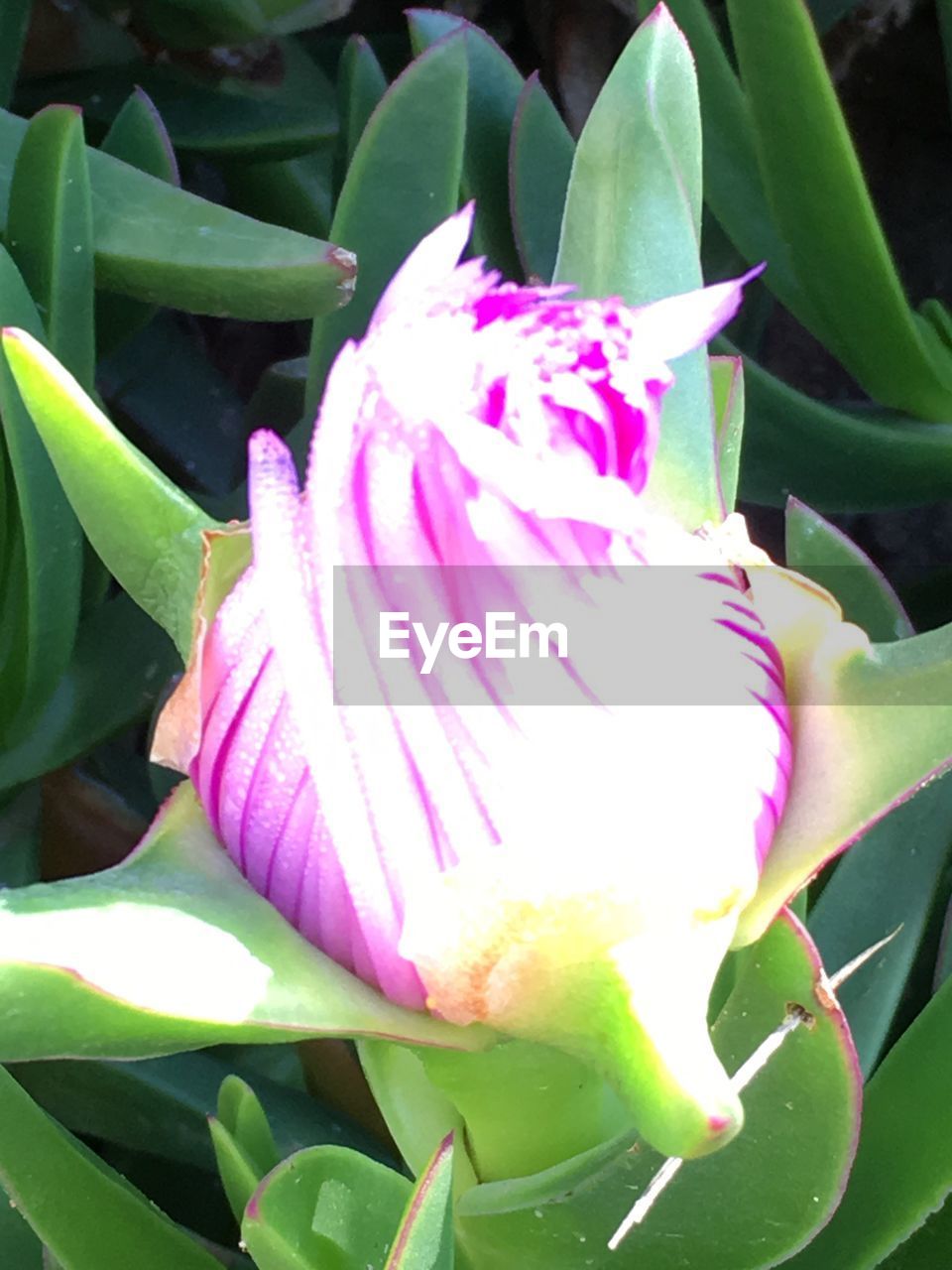 CLOSE-UP OF PINK FLOWERS BLOOMING