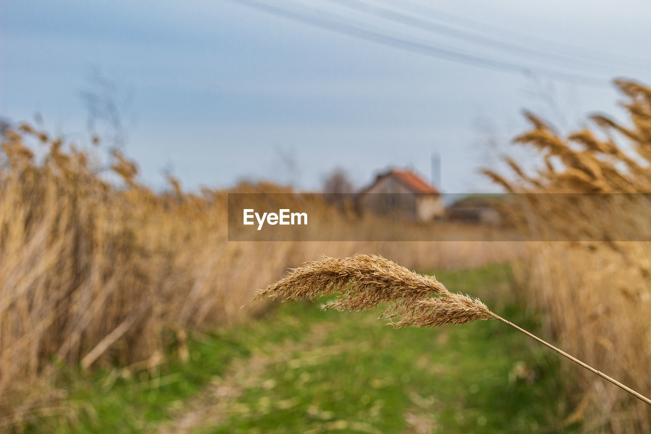 Close-up of stalks in field against sky