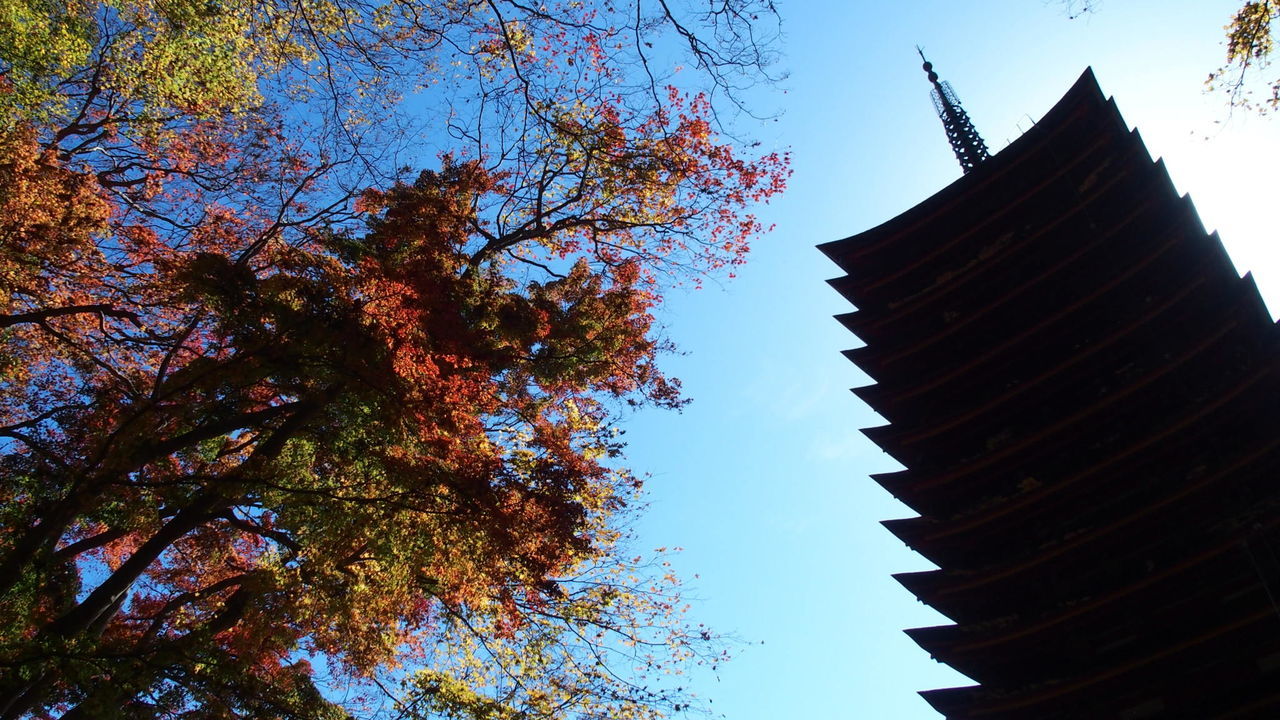 LOW ANGLE VIEW OF TREES AND SKYSCRAPER AGAINST SKY