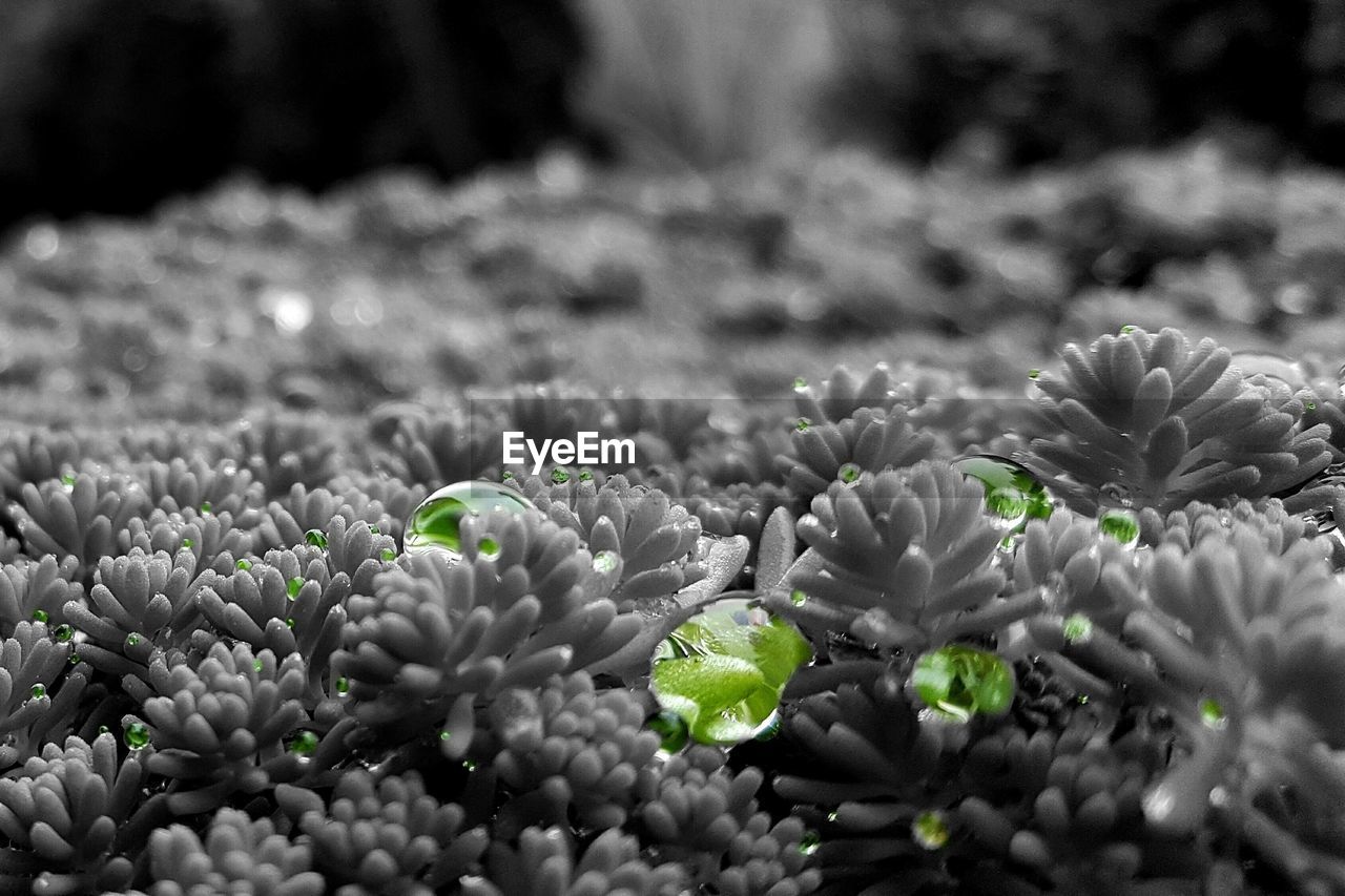 CLOSE-UP OF PLANT GROWING ON TREE