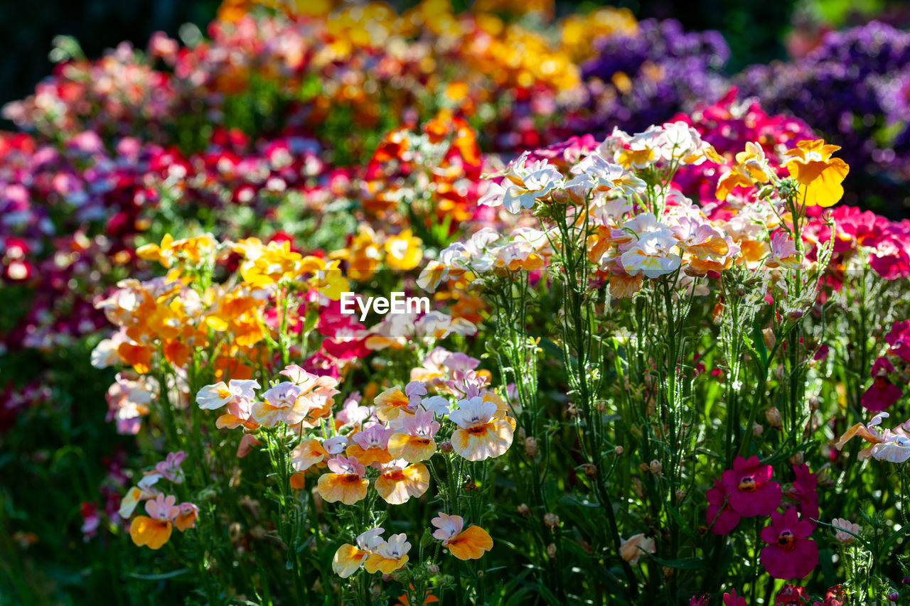 Light flowers of nemesia on a multi-colored floral background. colorful floral flower bed