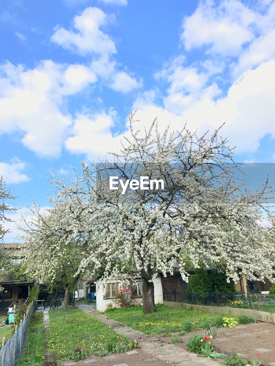 Trees against sky