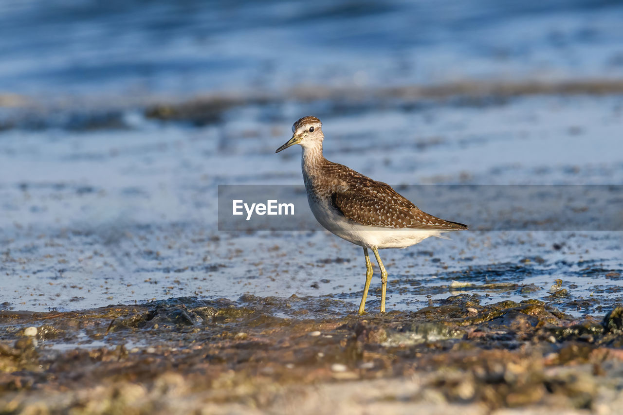 close-up of bird perching on beach