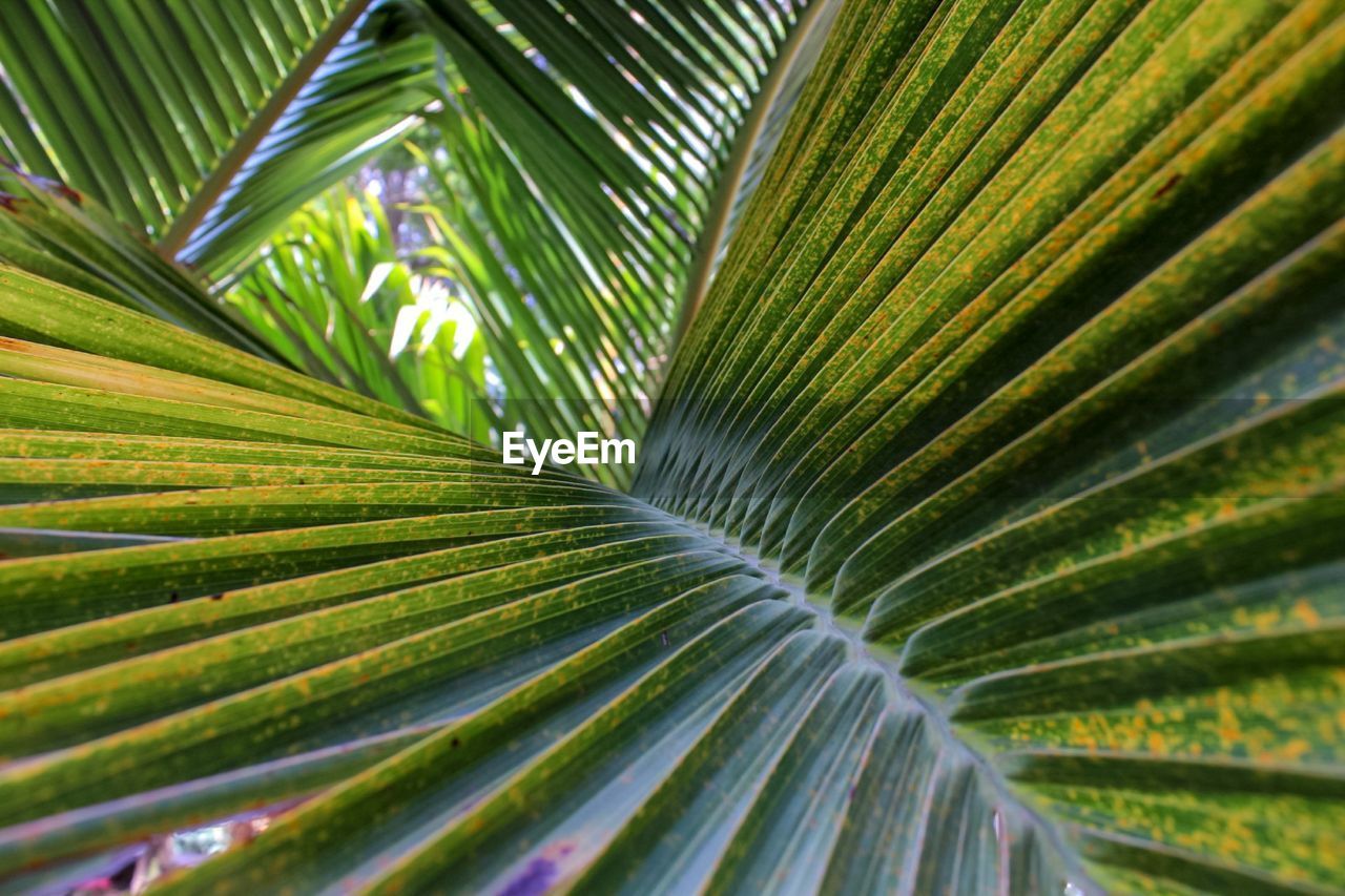 Full frame shot of palm leaves