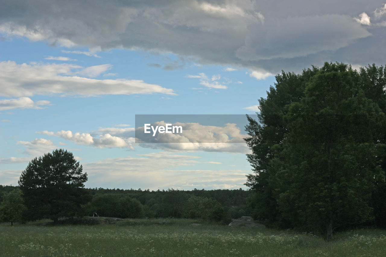 SCENIC VIEW OF TREES ON FIELD AGAINST SKY