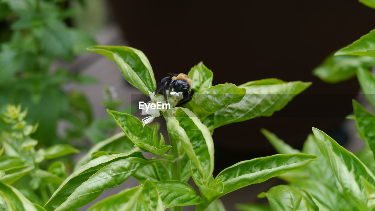 CLOSE-UP OF INSECT ON PLANT