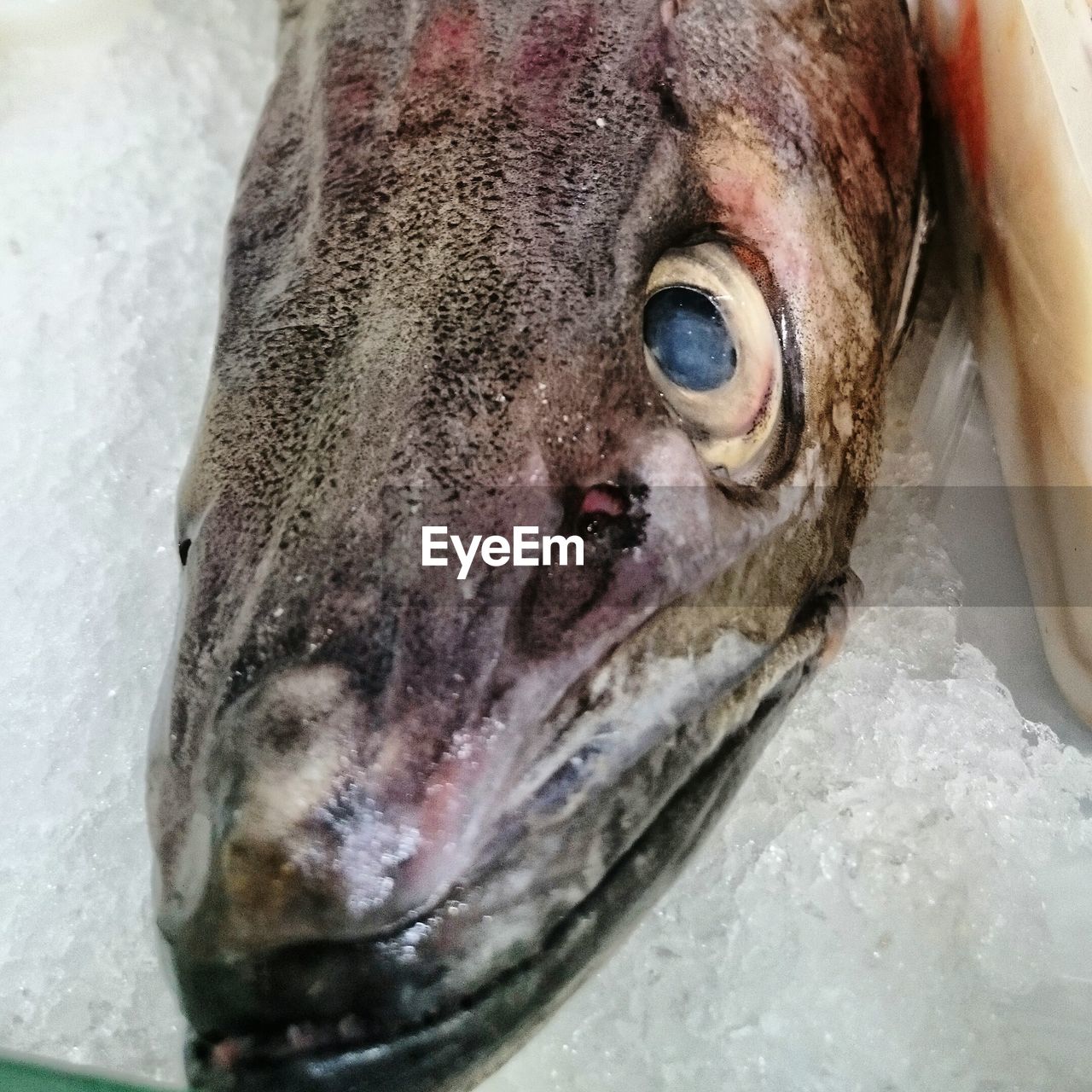 CLOSE-UP OF DEAD FISH IN SNOW