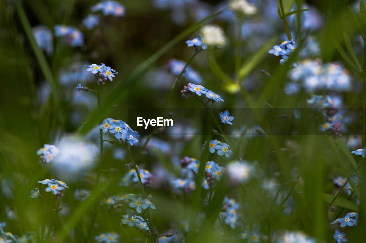 nature, plant, flower, flowering plant, beauty in nature, macro photography, grass, green, meadow, freshness, no people, selective focus, animal wildlife, close-up, growth, fragility, summer, environment, outdoors, land, animal, dew, wildflower, animal themes, sunlight, moisture, leaf, water, day, backgrounds, plant part, blue, insect, field, springtime, tree, multi colored, forget-me-not, wildlife, tranquility